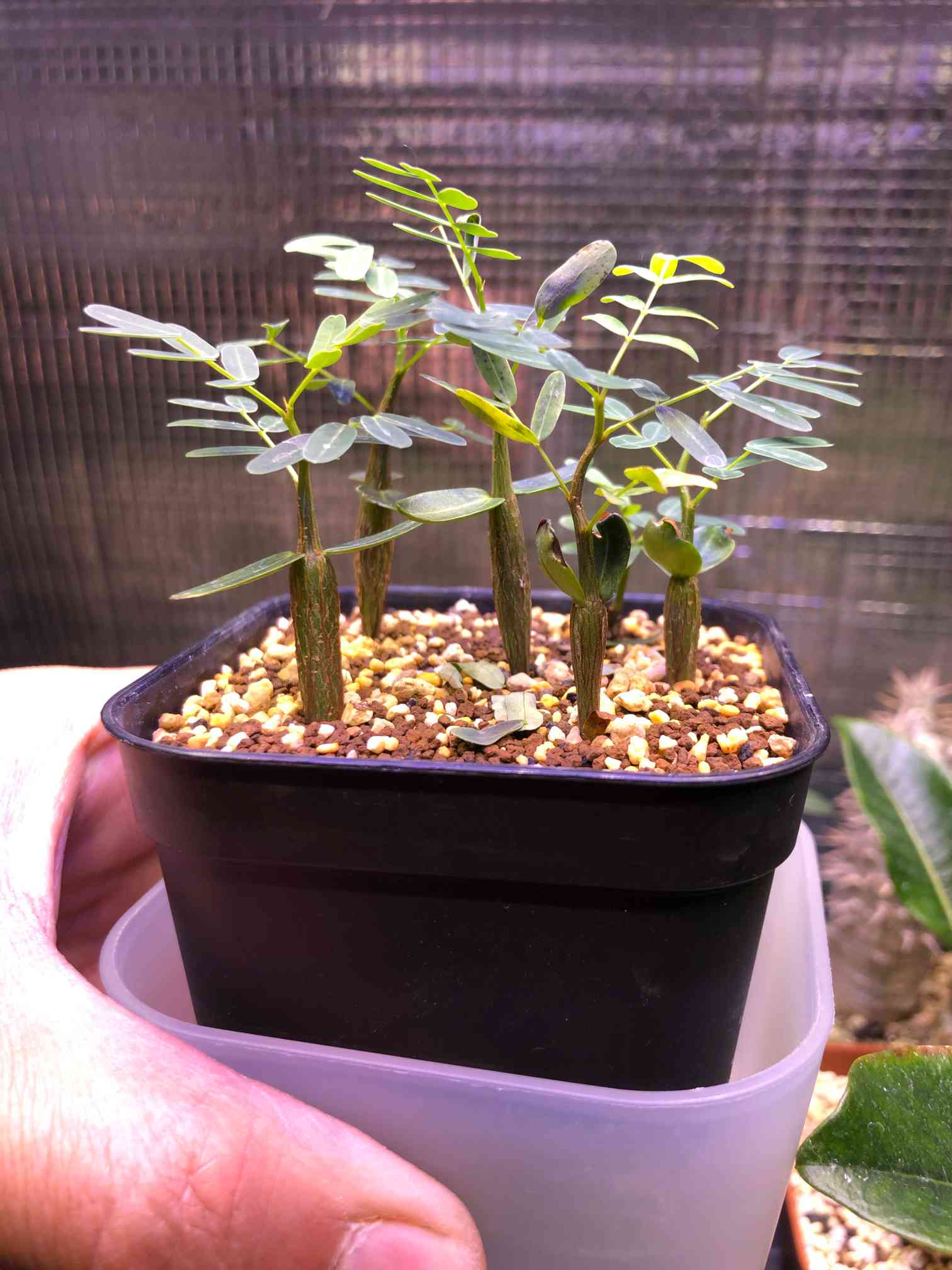 センナ・メリディオナリス 実生 - 植物/観葉植物