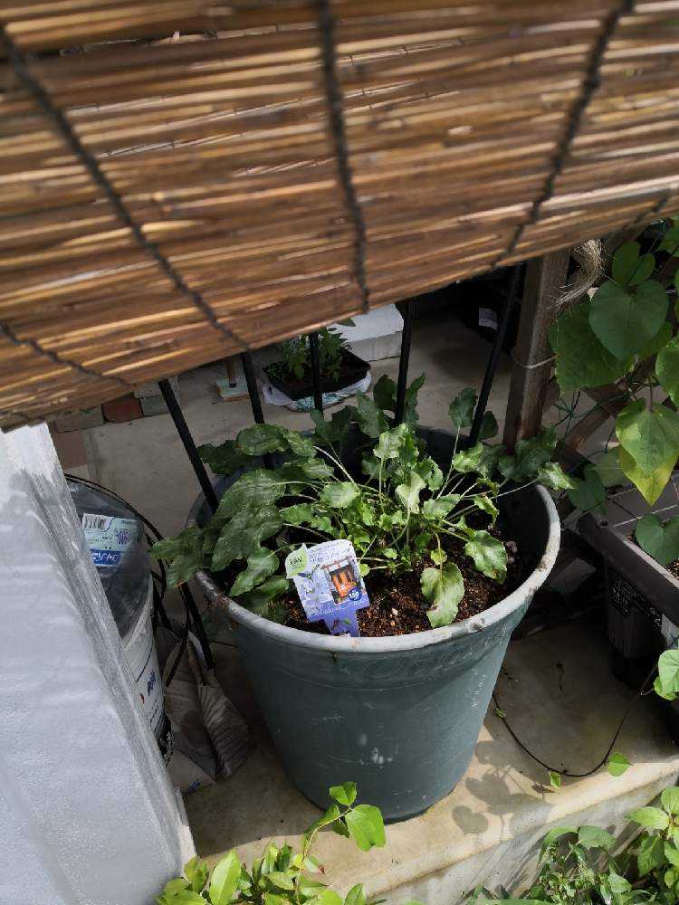 その Pw ソリドラアイーダ 栽培中 Greensnap グリーンスナップ