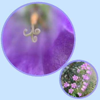 カンパニュラメディウムの画像 by Chiekittaさん | 小さな庭とカンパニュラメディウムとカンパニュラ　メディウムとSydneyとムラサキの花と種まきとマクロで青い花を写そう！2021と種からと青い花と種まきから育てるとチーム・ブルーNo.058とオーストラリアとチーム・ブルーとAustralia