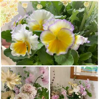 ホワイトデーのプレゼントの画像 by ウィルママさん | 玄関と素敵な時間を♡と素敵な場所♡と可愛いお花達と心が落ち着く♡とお花に癒される日々と花のある暮らし❤️とビオラエッグタルト☆とホワイトデーのプレゼント