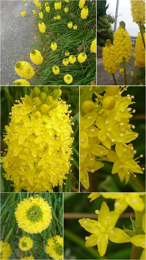 ブルビネラの投稿画像 By あかりさん 黄色い花と小さい花とユリ科 21月3月21日 Greensnap グリーンスナップ