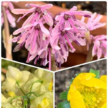 黄花節分草の投稿画像一覧 Greensnap グリーンスナップ 黄花節分草の投稿画像一覧 Greensnap グリーンスナップ