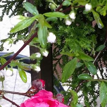 ローズ色の花の画像 by レモンさん | 小さな庭と花ももとおうち園芸といやし♡とローズ色の花と可愛い♡