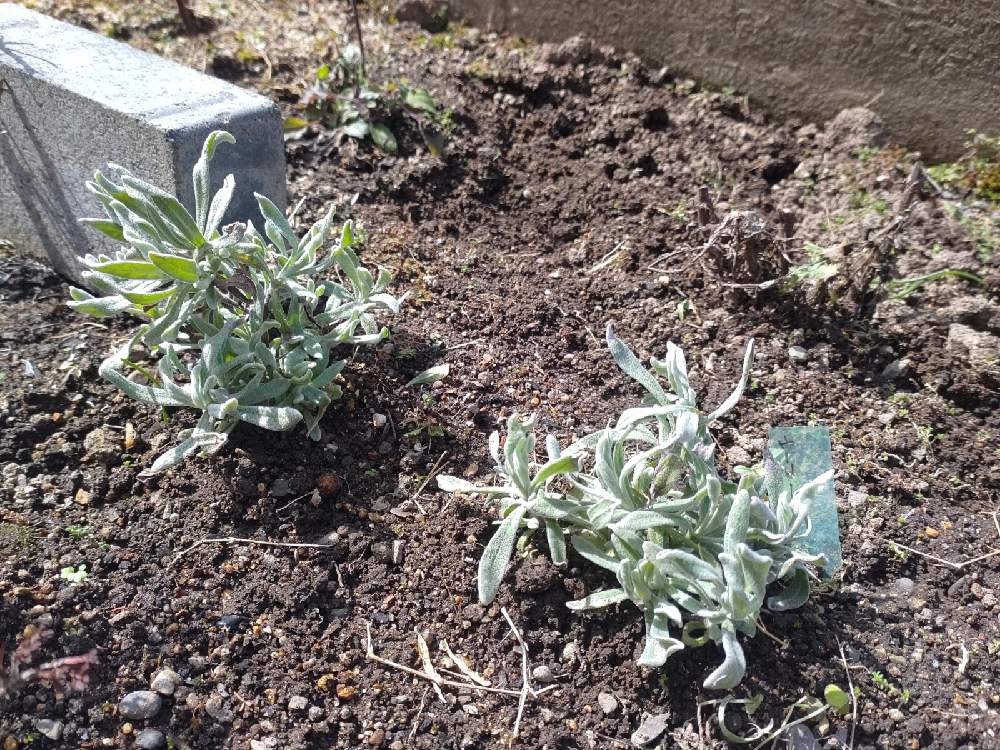 ラベンダーウーリーの投稿画像 By Hiro さん ウーリーラベンダーと庭パトと種まきと 種まきと種から育てるともふもふ大好きとおうち園芸と緑 葉っぱ チーム と花のある暮らし 21月3月21日 Greensnap グリーンスナップ