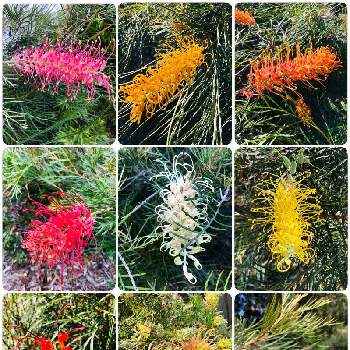 オーストラリア植物の投稿画像一覧 Greensnap グリーンスナップ