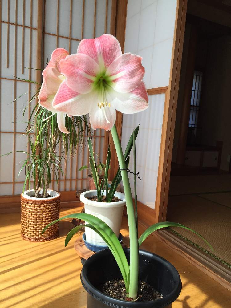 アマリリスの投稿画像 By Emiさん 21月3月21日 Greensnap グリーンスナップ