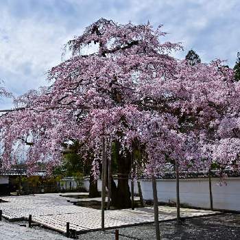 写真撮ってる人と繋がりたいの画像 by h.kさん | お出かけ先とファインダー越しの私の世界と私の花の写真と私の花の写真館とはなまっぷとそうだ京都行こうと京都と花好きな人と繋がりたいと花のある暮らしと写真撮ってる人と繋がりたいと『2021桜』フォトコンテスト
