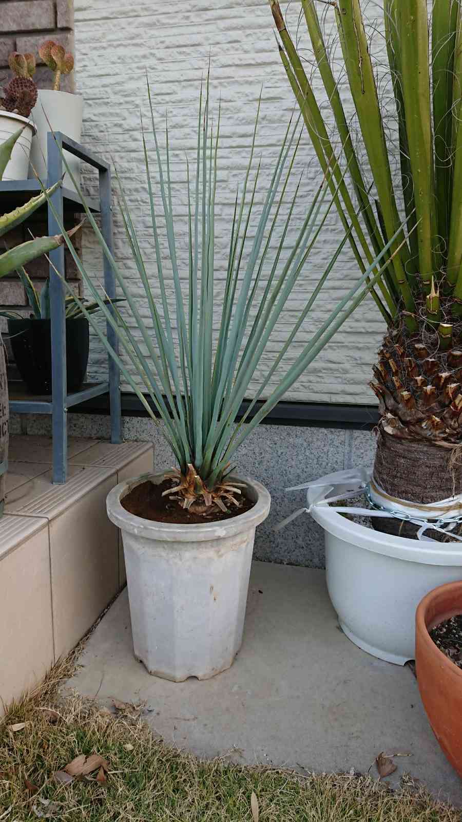 ユッカ・リギダ 7号 - 植物と暮らす m-plant