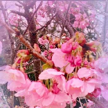 笑って免疫力up!の画像 by ⛱紫苑 さん | お出かけ先と河津桜と笑ってねと可愛い❤とタグ付け❣️とタグ付けて❣️と笑って免疫力up!と癒される❣️と『2021桜』フォトコンテスト