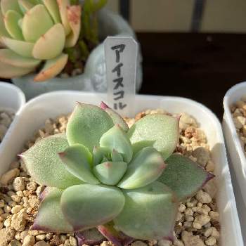 アイスコルの投稿画像一覧 Greensnap グリーンスナップ