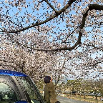 春真っ盛りの画像 by ゆうりパパさん | お出かけ先とお花見と近所の公園と春真っ盛りと 桜の花