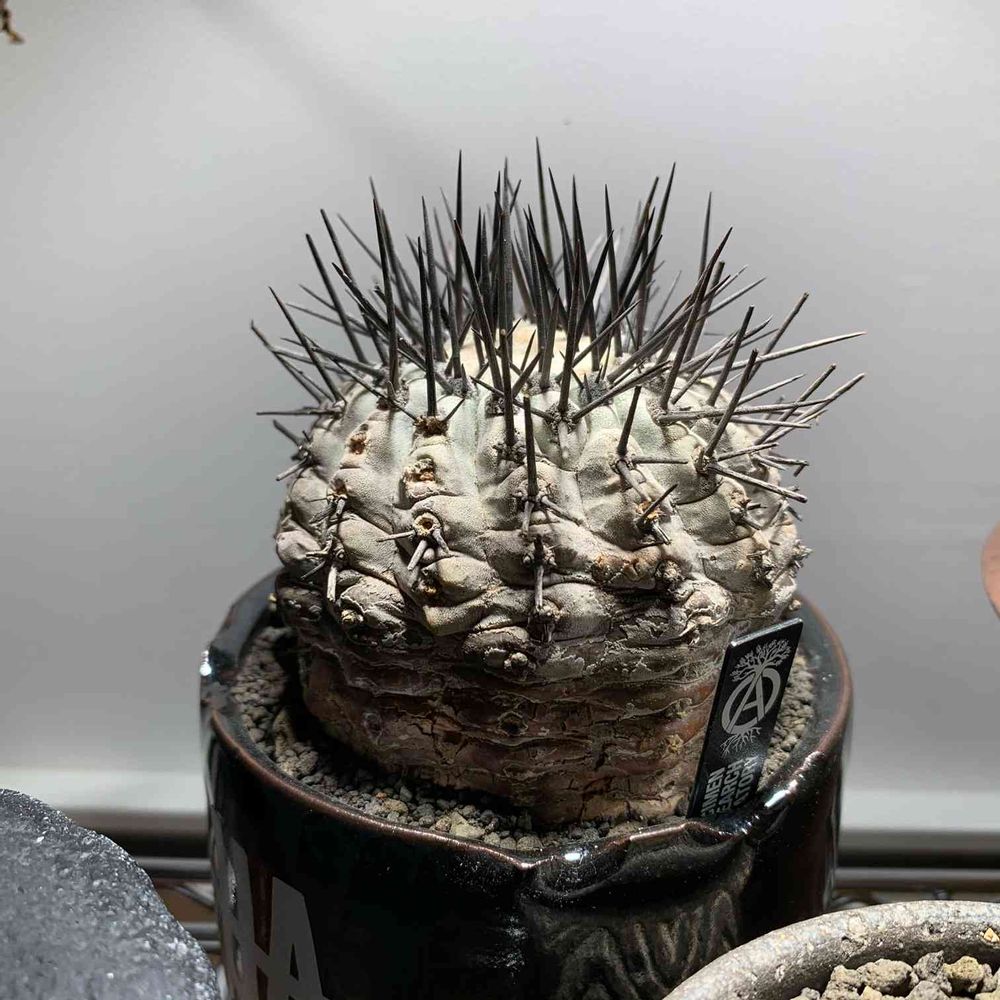 コピアポア シネレア 「黒王丸」 管理記録 白く維持する｜🍀GreenSnap  