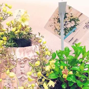 しだれるの投稿画像一覧 Greensnap グリーンスナップ