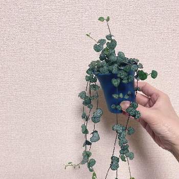 多肉植物 ガガイモ ハートカズラ ラブチェーン Takanokono Jp