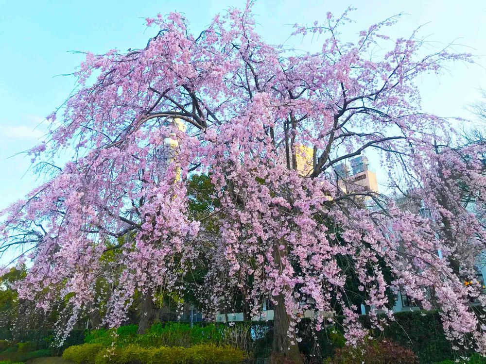 【公式】ガーデンネックレス横浜さんの山下公園への投稿