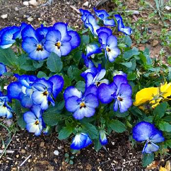 良く咲くスミレの画像 by ひまわり大好きさん | 広い庭と癒しの時間と花壇と可愛い花と綺麗なお花❤とチーム.ブルーNO.108と青い花大好き❤と青い花マニアとチーム・ブルーと良く咲くスミレ