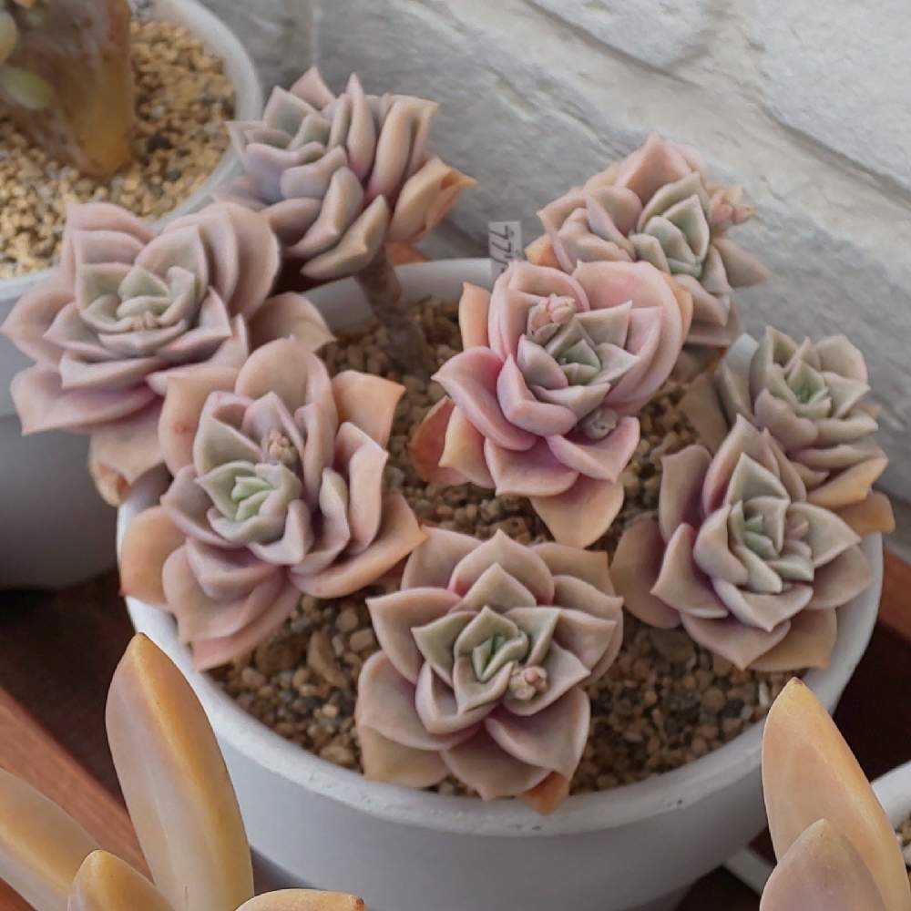 そのまま飾れる多肉植物寄せ植え大ラブリーローズ入管理書付