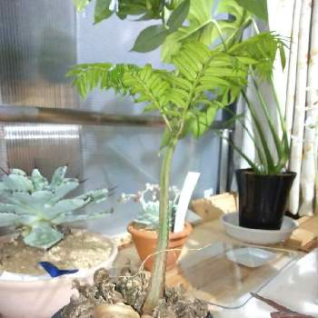 リュウビンタイの育て方 植え付けや水やり方法は 枯れる原因はなに Greensnap グリーンスナップ