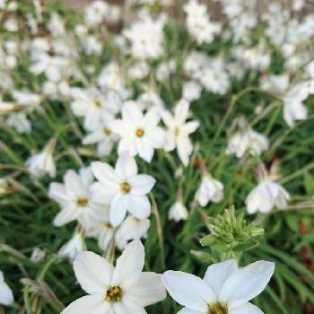 花ニラの投稿画像一覧 Greensnap グリーンスナップ