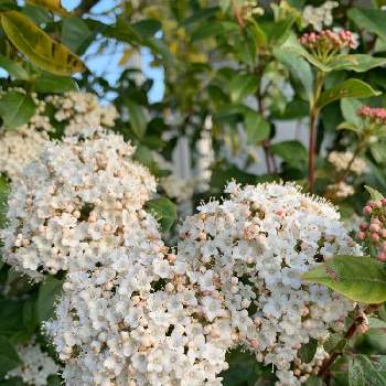 常緑ガマズミ ティヌスの投稿画像一覧 Greensnap グリーンスナップ