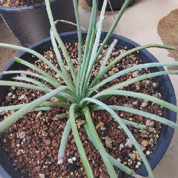 アガベ ストリクタの投稿画像一覧 Greensnap グリーンスナップ