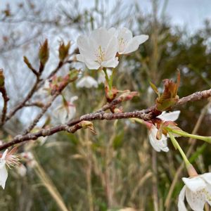 サクラ,ヤマザクラ,山野草,花木,樹木の画像