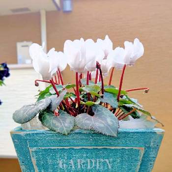 ガーデンシクラメン  白の画像 by TAYA's lab.さん | ✨たやｼｸﾗﾒﾝ白✨とシャビーと木箱と木製の鉢とシクラメン大好きとガーデンシクラメン  白