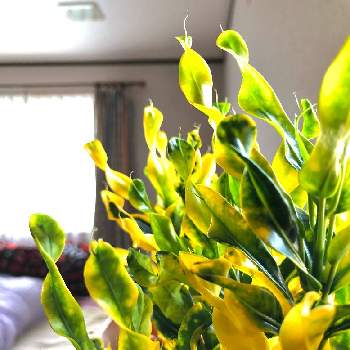 クロトン♪の画像 by 南朋ナオさん | 窓辺とクロトンスクルキーとクロトン♪とGreenが好きと癒しの空間と観葉植物のある暮らしと春色とクルクル