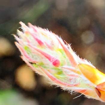 ジューンベリー バレリーナの投稿画像一覧 Greensnap グリーンスナップ