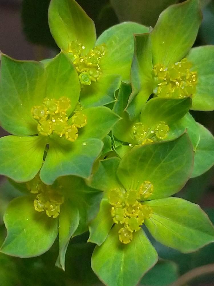 ブプレリウムの投稿画像 By ドロップさん グリーンと花のある暮らしとグリーンと花のある暮らし 21月3月22日 Greensnap グリーンスナップ Greensnap グリーンスナップ