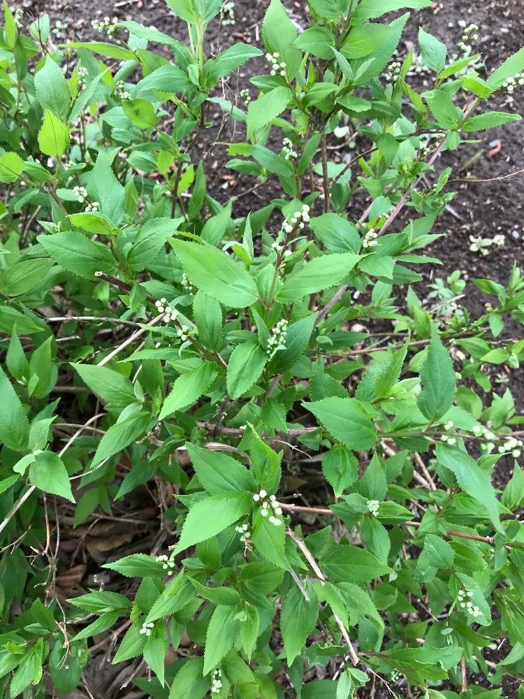 よつさんの投稿画像 21月3月22日 Greensnap グリーンスナップ