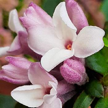 四季咲き沈丁花の投稿画像一覧 Greensnap グリーンスナップ