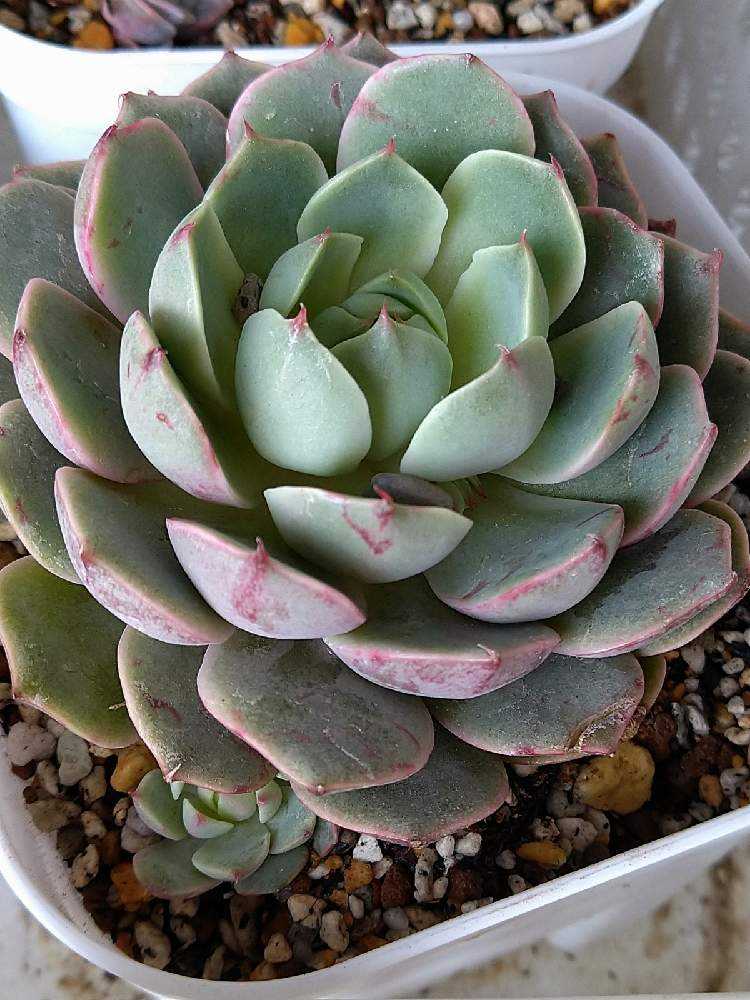 子育て上手なベンバディスさん｜🍀GreenSnap（グリーンスナップ）