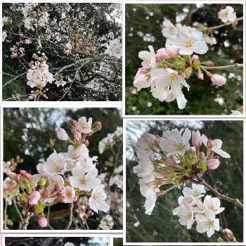 吉野 桜の画像 by kakirikeaさん | サクラと吉野 桜とお花は癒しと花が好き❤と☆携帯撮影☆