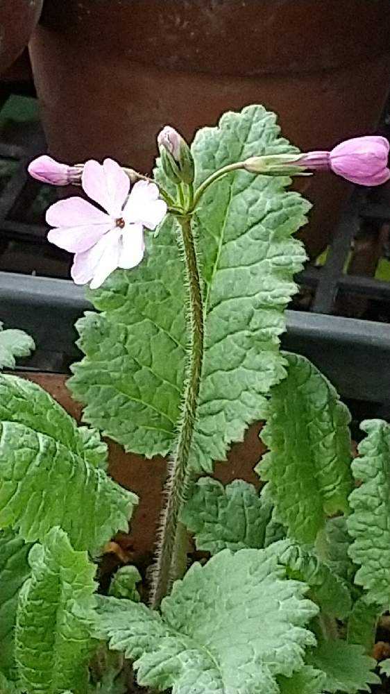 咲き始めた 日本桜草 Greensnap グリーンスナップ