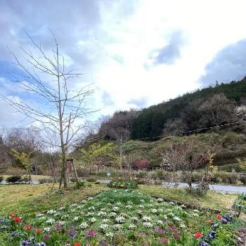 足柄ふれあい公園の富士山型花壇の投稿画像一覧 Greensnap グリーンスナップ