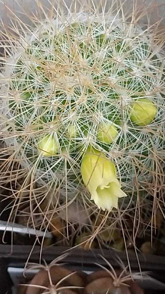 サボテン🌵の花｜🍀GreenSnap（グリーンスナップ）