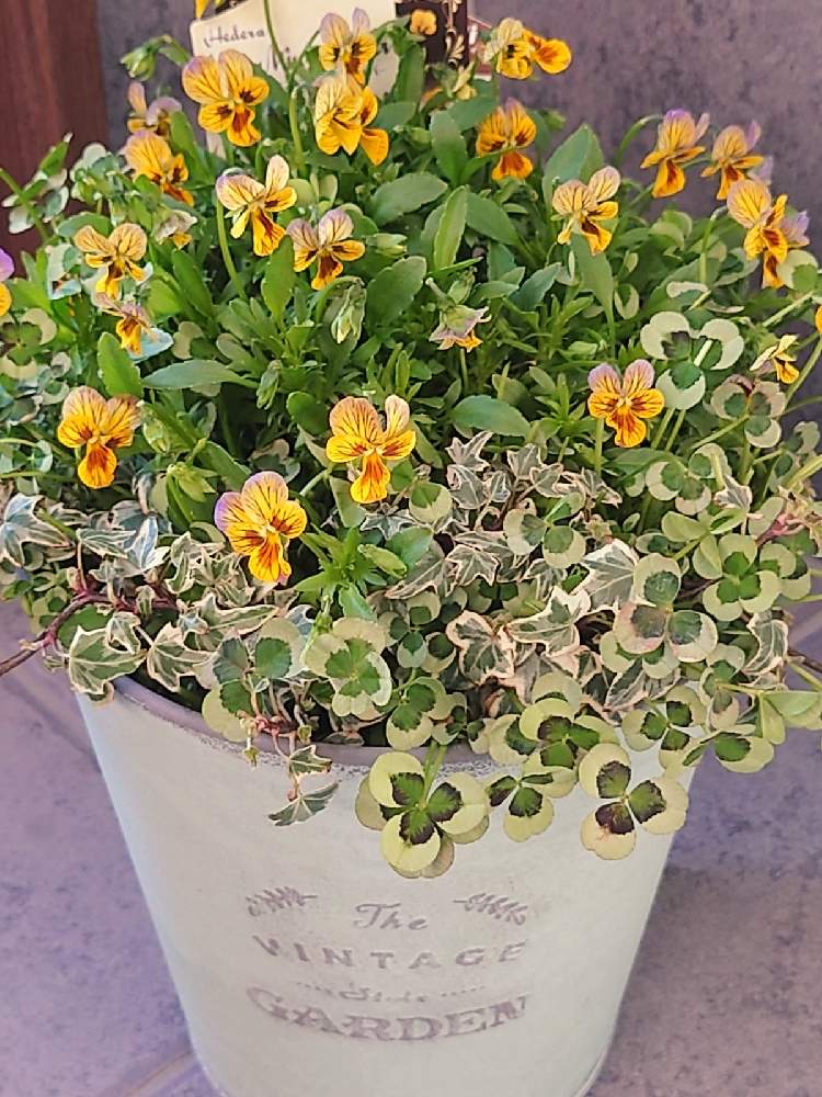クローバーの投稿画像 By まめさん パンジー ビオラとヘデラとビオラ イエローメリッサとビオラ パンジーと寄せ植えとおうち園芸とビオライエローメリッサと神戸ビオラ と大好きビオラ 21月3月22日 Greensnap グリーンスナップ