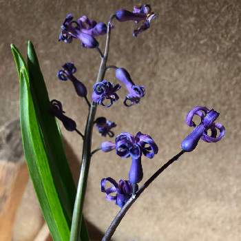 ローマンヒヤシンスの投稿画像一覧 Greensnap グリーンスナップ