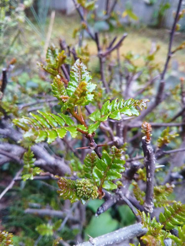 木の芽 山椒 の投稿画像 By とびっ子さん 小さな庭 21月3月22日 Greensnap グリーンスナップ Greensnap グリーンスナップ