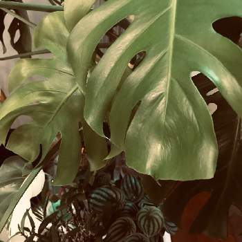 モンステラ デリシオサの画像 by maroさん | 部屋とモンステラと観葉植物と熱帯植物とモンステラ デリシオサ