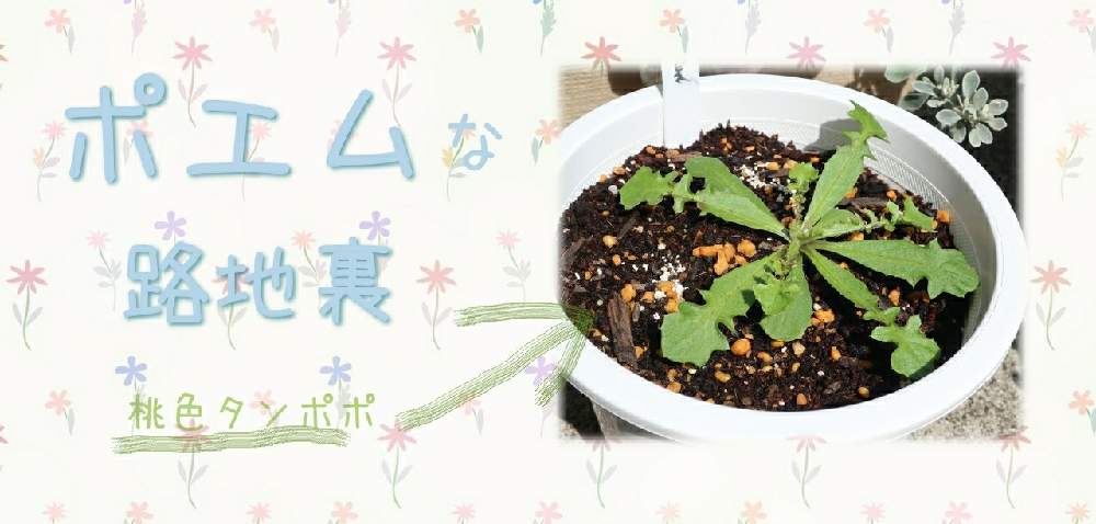 ポエムな路地裏 Greensnap グリーンスナップ