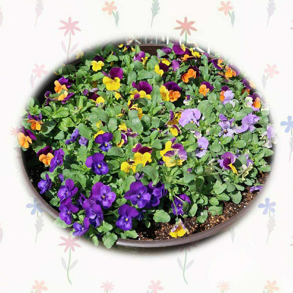 ポエムな路地裏 Greensnap グリーンスナップ