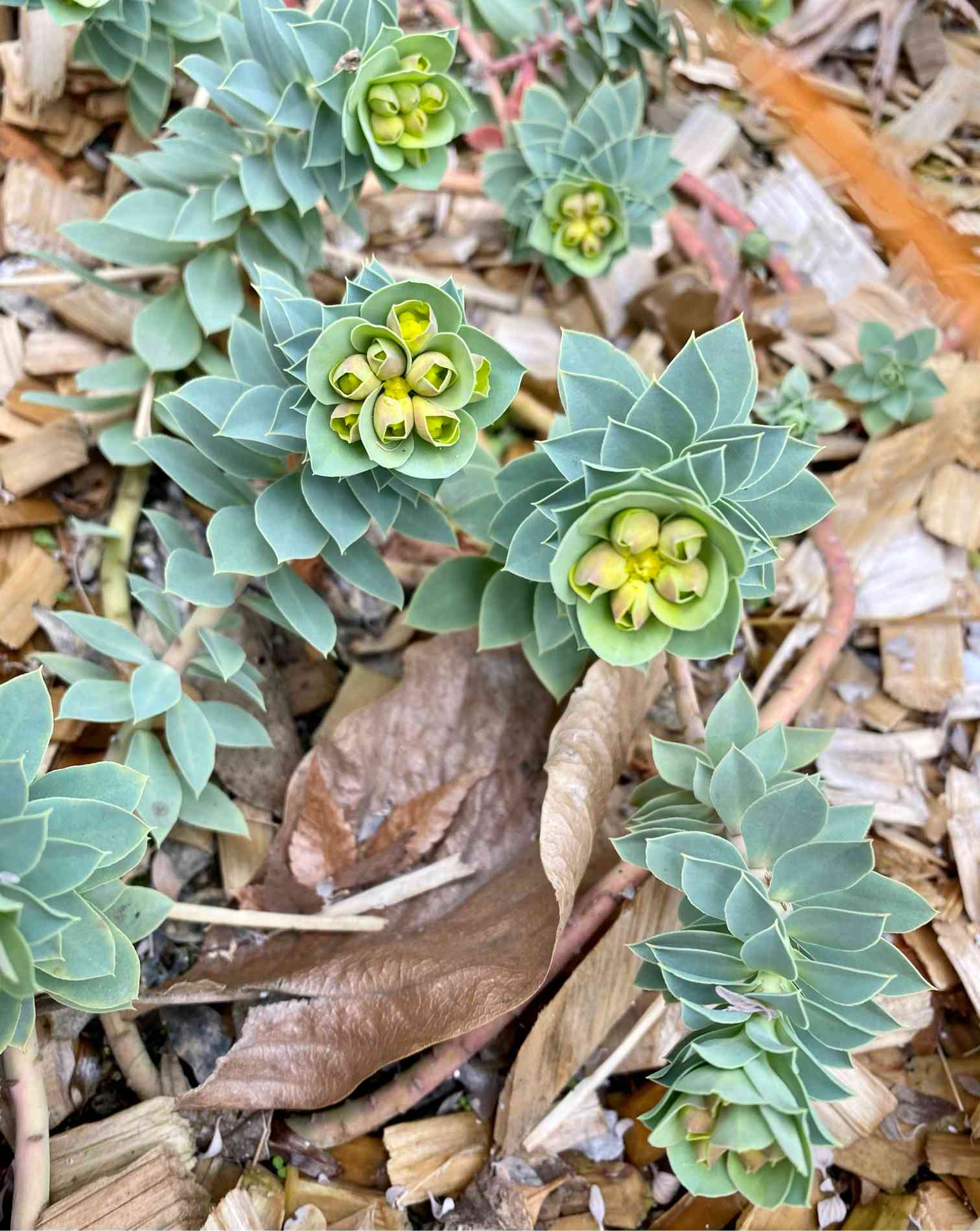 ユーフォルビア エリガベンシス 開花株 1 ユーフォルビア エリガベンシス 開花株 1（Yahoo!オークション