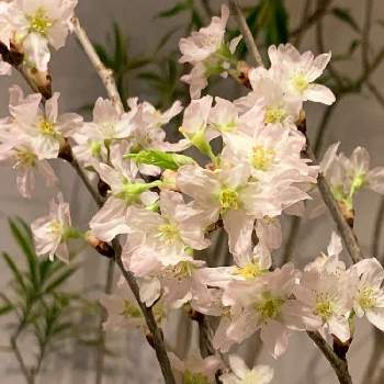 家でお花見の画像 by Norikoさん | インテリアとサクラと敬翁桜と幸せと枝ものとお気に入りと癒しとお花大好きと美しいと花と植物のある暮らしときれいな色と家でお花見と暮らしに癒しをと元気と花のある暮らしとかわいい