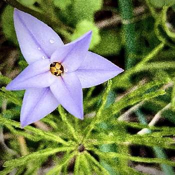 スギナの投稿画像一覧 Greensnap グリーンスナップ