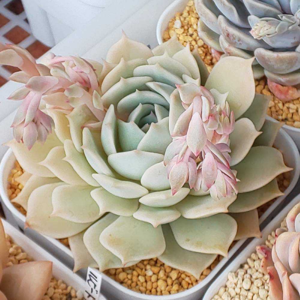 多肉植物 デレッセーナ×メキジャイ 抜き苗 多肉植物 デレッセーナ×メキジャイ 抜き苗