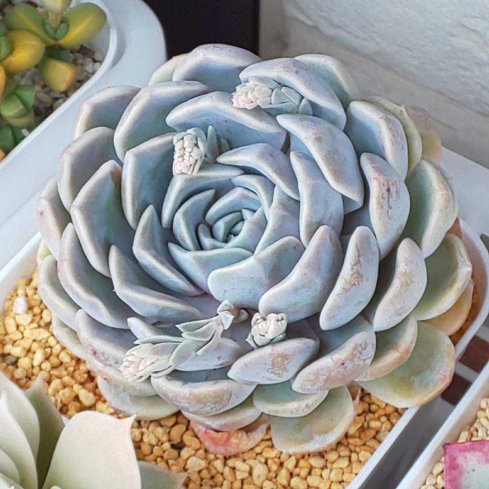 219 タイニーバーガー①の生長記録 2022.05.15更新｜🍀GreenSnap