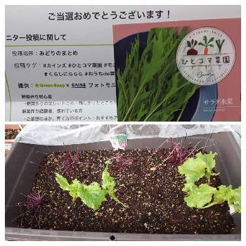 虫に食べられた紫水菜の投稿画像一覧 Greensnap グリーンスナップ