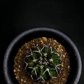 黒棘の投稿画像一覧 Greensnap グリーンスナップ